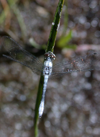 Elfin Skimmer